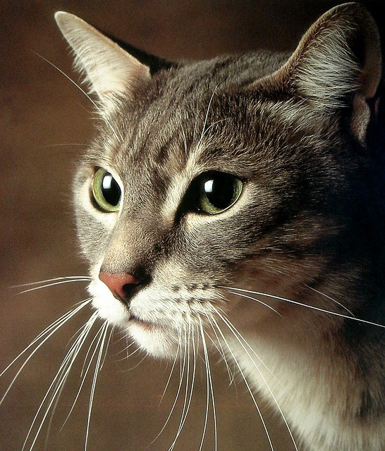 Documento de utilidade pública